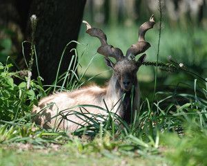 cerf_markhor