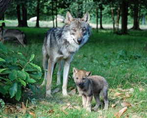 loups_europe