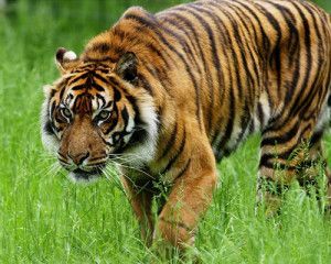 tigre_sumatra