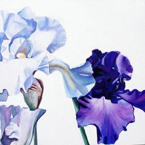 provence-iris