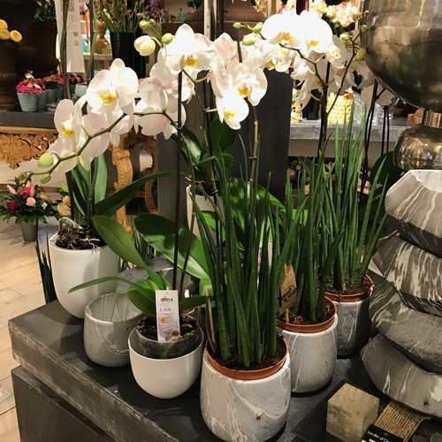 orchidée