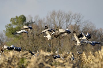 Robert-Ansel-oiseaux