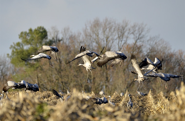 Robert-Ansel-oiseaux